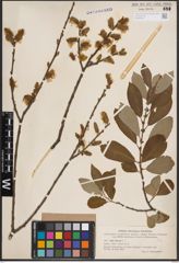 Foto von Salix cinerea L.